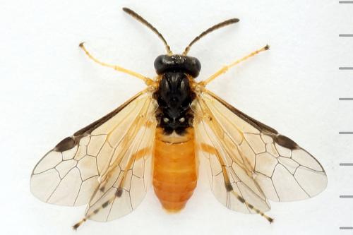 Réf. 272 264 : Athalia circularis