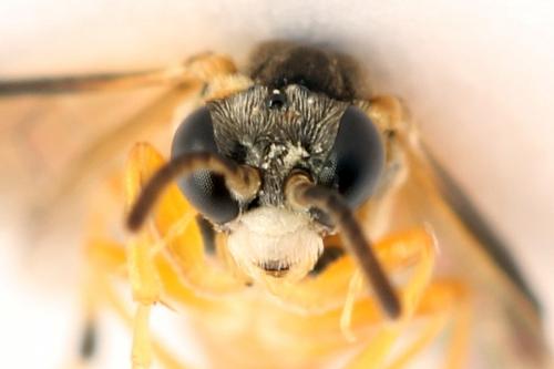 Réf. 272 266 : Athalia circularis