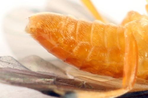 Réf. 272 267 : Athalia circularis