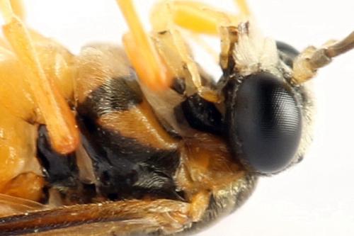 Réf. 272 268 : Athalia circularis