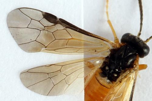 Réf. 272 269 : Athalia circularis