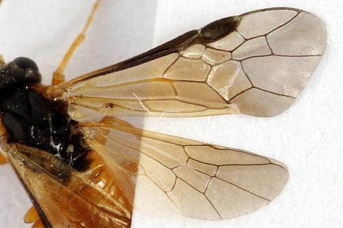 Athalia circularis