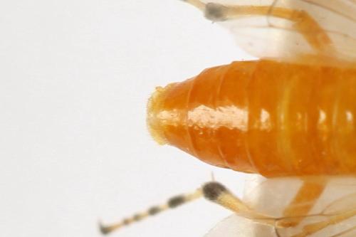 Réf. 272 271 : Athalia circularis
