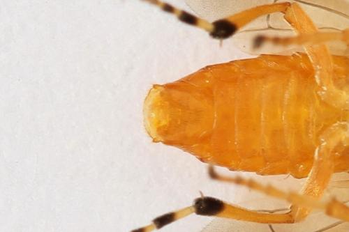 Réf. 272 272 : Athalia circularis