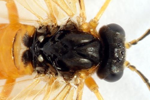Athalia circularis