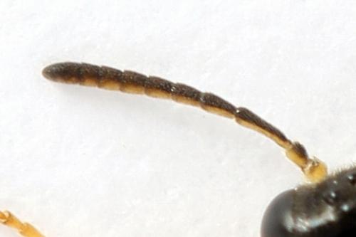 Athalia circularis