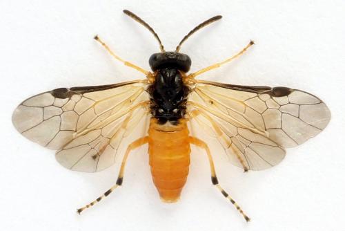 Réf. 272 276 : Athalia circularis