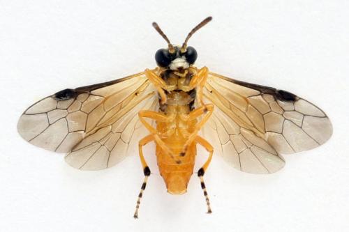 Athalia circularis