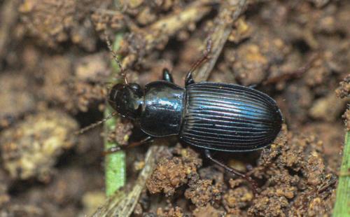 Réf. 272 112 : Harpalus sulphuripes