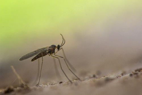 Xylodiplosis sp.