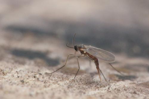 Xylodiplosis sp.
