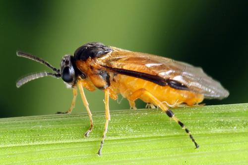 Réf. 272 245 : Athalia circularis
