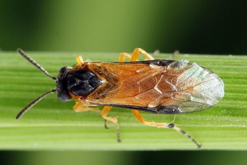 Réf. 272 246 : Athalia circularis