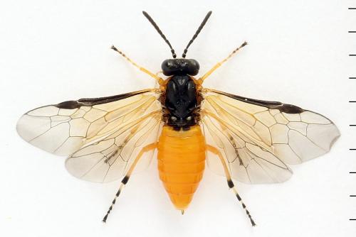 Réf. 272 247 : Athalia circularis