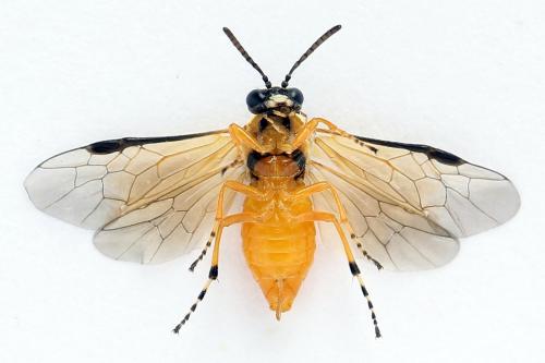 Athalia circularis