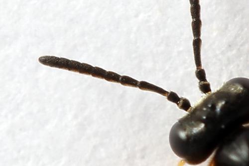 Athalia circularis