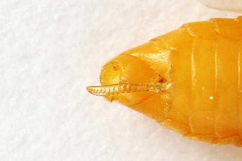 Réf. 272 251 : Athalia circularis