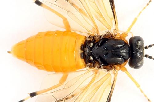 Réf. 272 252 : Athalia circularis