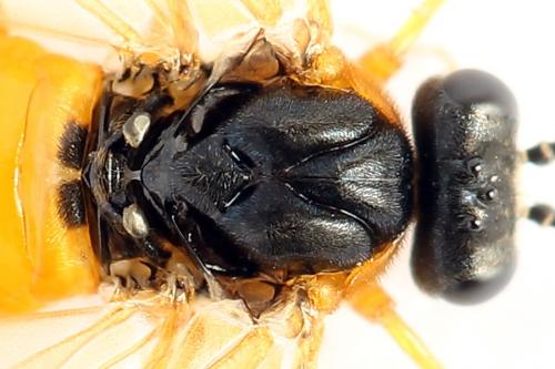 Réf. 272 253 : Athalia circularis