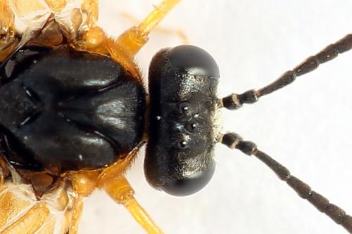 Réf. 272 255 : Athalia circularis