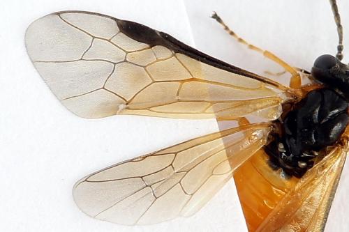 Réf. 272 256 : Athalia circularis