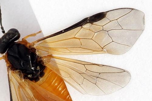 Athalia circularis