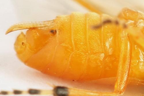 Réf. 272 258 : Athalia circularis