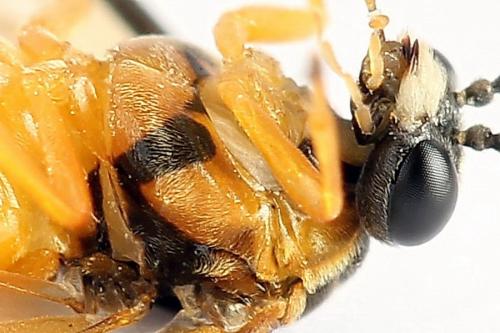 Réf. 272 259 : Athalia circularis