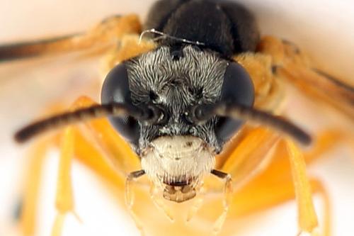 Réf. 272 261 : Athalia circularis