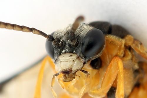 Réf. 272 262 : Athalia circularis