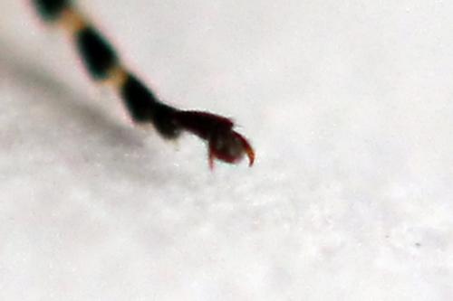 Athalia circularis