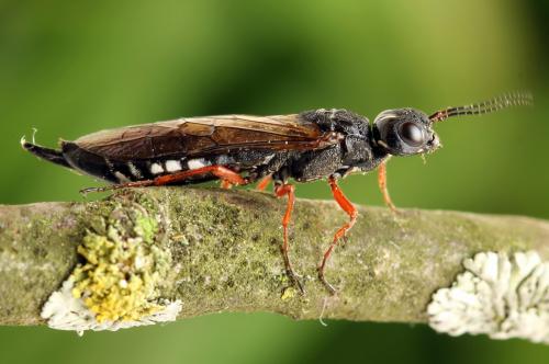 Xiphydria camelus