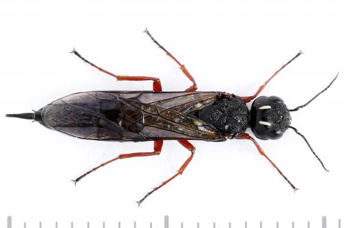 Xiphydria camelus