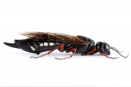 Réf. 272 755 : Xiphydria camelus