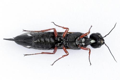 Réf. 272 756 : Xiphydria camelus