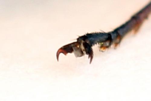 Xiphydria camelus