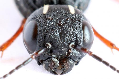 Xiphydria camelus