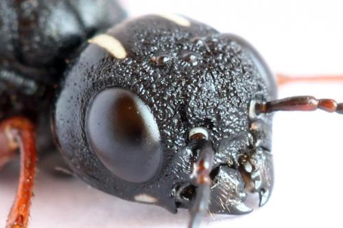 Xiphydria camelus