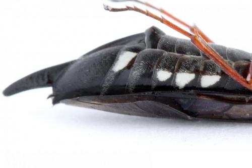 Xiphydria camelus