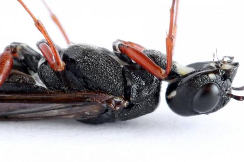 Xiphydria camelus