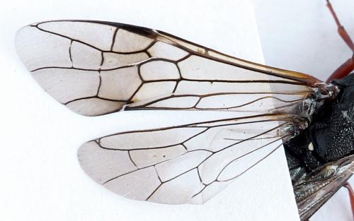 Xiphydria camelus