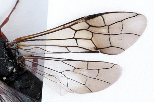 Xiphydria camelus