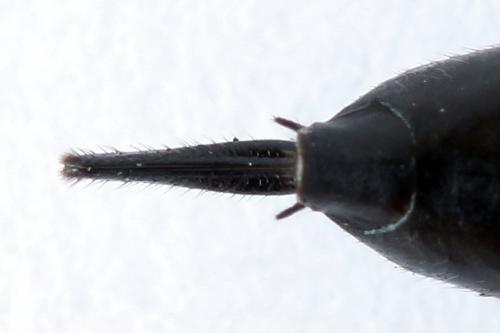 Xiphydria camelus