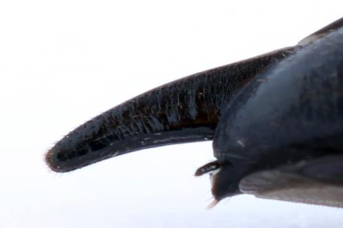 Xiphydria camelus