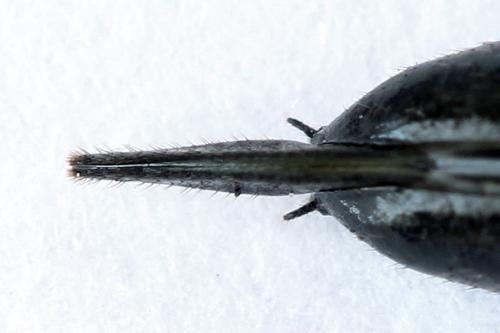Xiphydria camelus