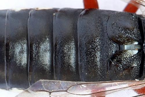 Réf. 272 768 : Xiphydria camelus