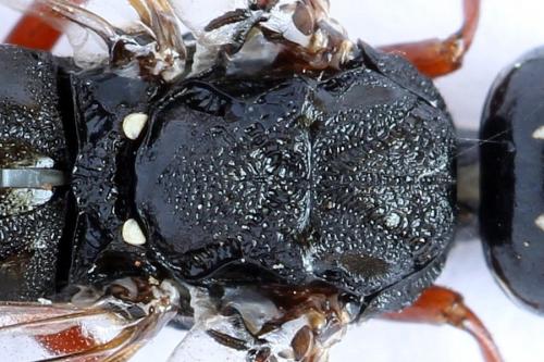 Xiphydria camelus