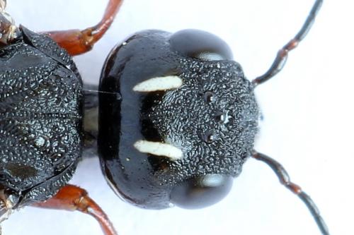 Xiphydria camelus