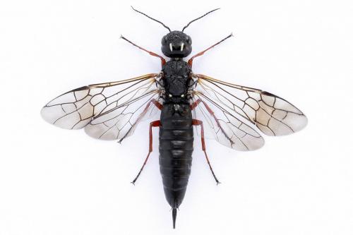 Réf. 272 771 : Xiphydria camelus