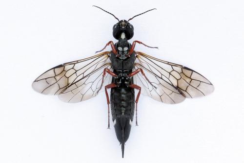 Xiphydria camelus